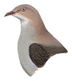 Mountain Imperial Pigeon Illustration