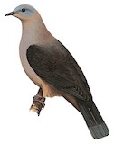 Dark-backed Imperial Pigeon Illustration