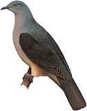 Timor Imperial Pigeon Illustration