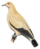 Yellowish Imperial Pigeon Illustration