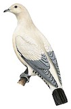 Silver-tipped Imperial Pigeon Illustration