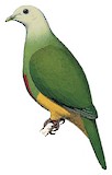 Scarlet-breasted Fruit Dove Illustration