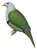 Black-chinned Fruit Dove Illustration