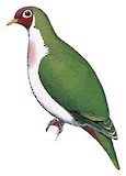 Jambu Fruit Dove Illustration