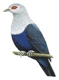 Comoro Blue Pigeon Illustration