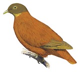 Orange Fruit Dove Illustration