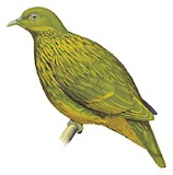 Golden Fruit Dove Illustration