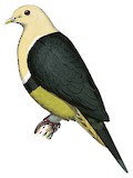 Banded Fruit Dove Illustration