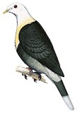 Black-banded Fruit Dove Illustration