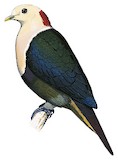 Red-naped Fruit Dove Illustration