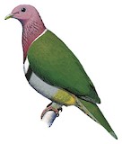 Pink-headed Fruit Dove Illustration