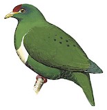 White-bibbed Fruit Dove Illustration