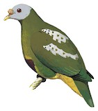 Carunculated Fruit Dove Illustration