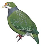 Orange-fronted Fruit Dove Illustration