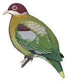 Ornate Fruit Dove Illustration