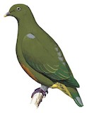 Orange-bellied Fruit Dove Illustration