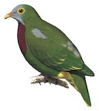 Claret-breasted Fruit Dove Illustration