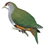 Beautiful Fruit Dove Illustration