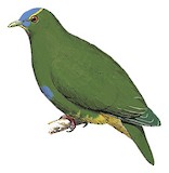 Blue-capped Fruit Dove Illustration