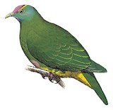 Coroneted Fruit Dove Illustration