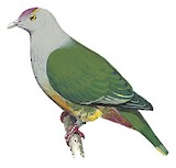 Palau Fruit Dove Illustration