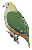 Silver-capped Fruit Dove Illustration