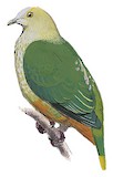 Silver-capped Fruit Dove Illustration