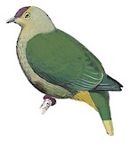 Purple-capped Fruit Dove Illustration