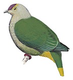 Kosrae Fruit Dove Illustration