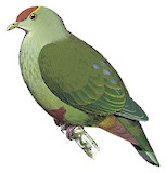 Red-bellied Fruit Dove Illustration