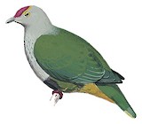 Crimson-crowned Fruit Dove Illustration