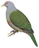 Rapa Fruit Dove Illustration