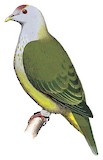 Atoll Fruit Dove Illustration