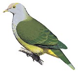 Raiatea Fruit Dove Illustration