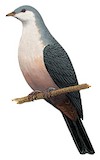 Buru Mountain Pigeon Illustration