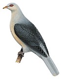 Pale Mountain Pigeon Illustration