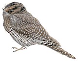 Vogelkop Owlet-nightjar Illustration