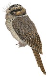 Mountain Owlet-nightjar Illustration