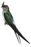 Grey-rumped Treeswift Illustration