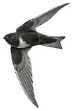 White-chested Swift Illustration