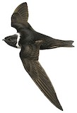 White-collared Swift Illustration