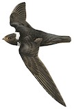 Biscutate Swift Illustration