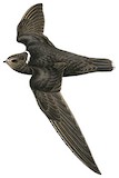 White-naped Swift Illustration