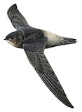 Costa Rican Swift Illustration