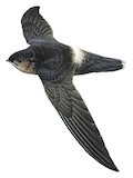 Band-rumped Swift Illustration