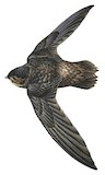 Lesser Antillean Swift Illustration