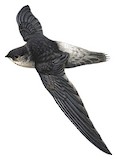 Pale-rumped Swift Illustration