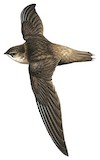 Vaux's Swift Illustration