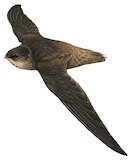 Ashy-tailed Swift Illustration