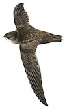 Chimney Swift Illustration